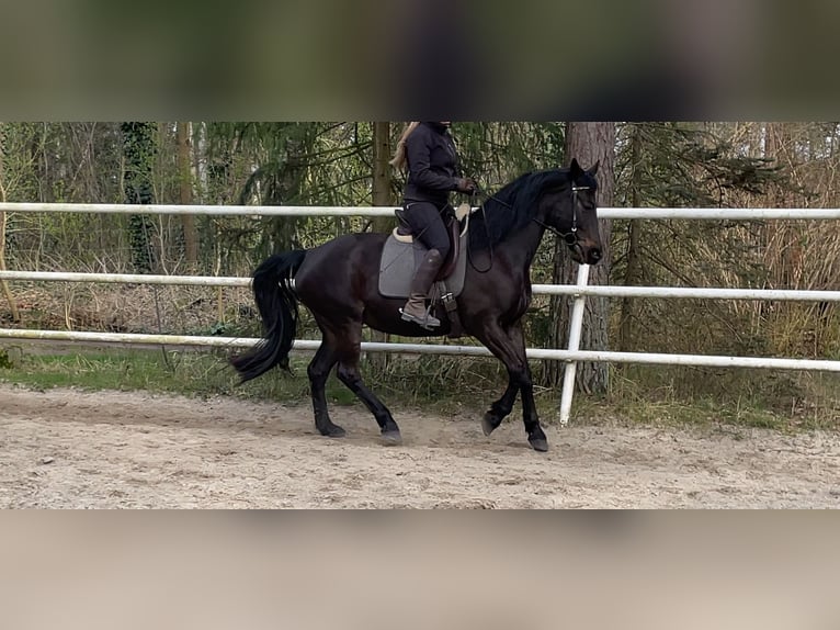 Other Warmbloods Mare 11 years 16 hh Smoky-Black in Wittingen