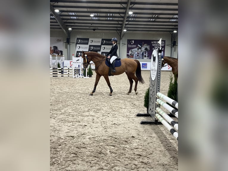 Other Warmbloods Mare 11 years 16,1 hh Chestnut-Red in Łazy