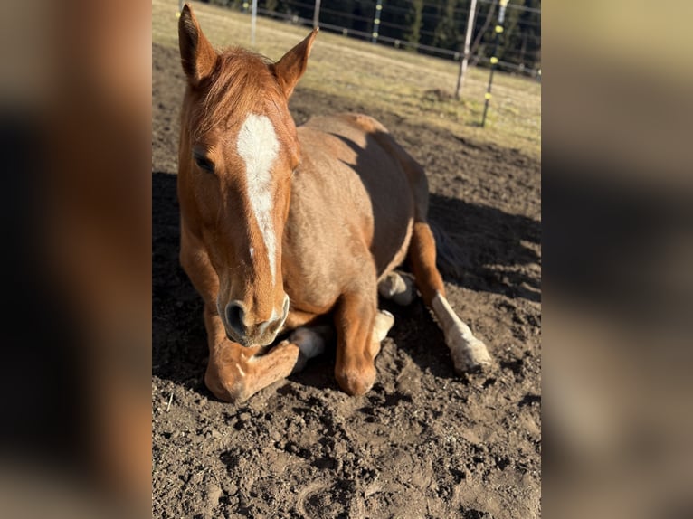Other Warmbloods Mare 11 years 16,2 hh Chestnut-Red in Bad Zell