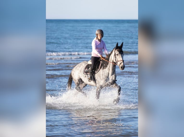 Other Warmbloods Mare 11 years 17,2 hh Gray-Dapple in Caorle
