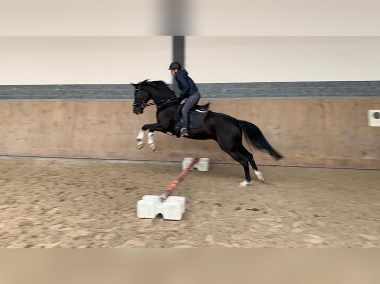 Other Warmbloods Mare 11 years Black in Güglingen