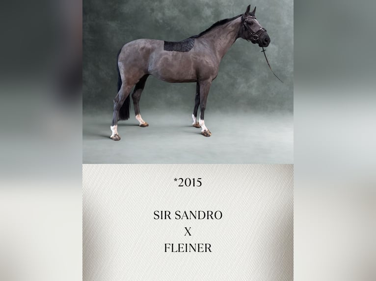 Other Warmbloods Mare 11 years Black in Güglingen