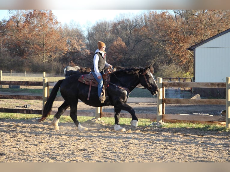 Other Warmbloods Mare 11 years Black in Howell, MI