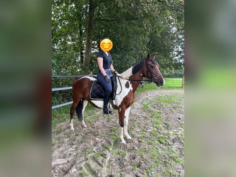 Other Warmbloods Mare 12 years 14,2 hh Pinto in Kirchbichl