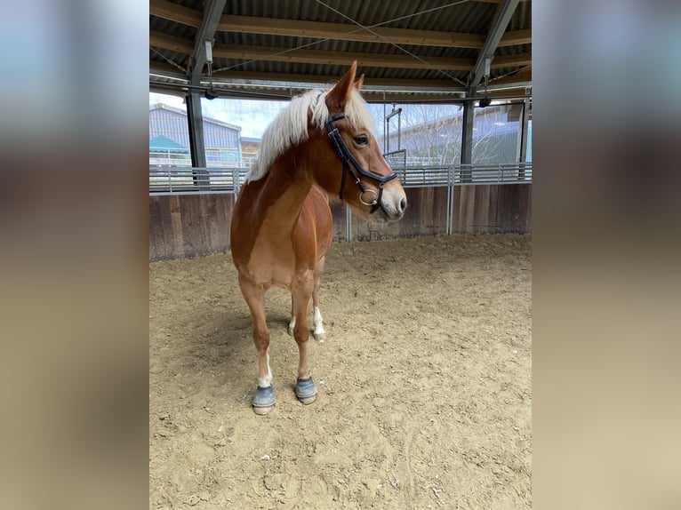 Other Warmbloods Mix Mare 12 years 14,2 hh Chestnut-Red in Wuppertal