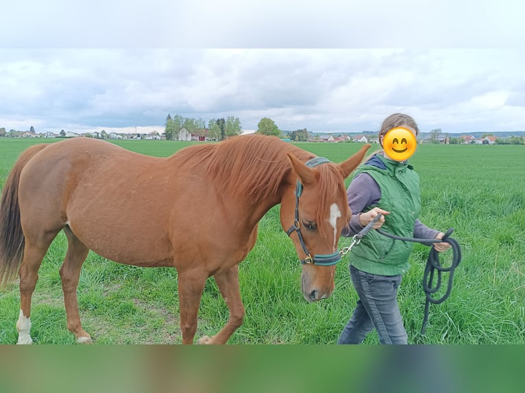 Other Warmbloods Mare 12 years 14,2 hh Chestnut-Red in Genderkingen