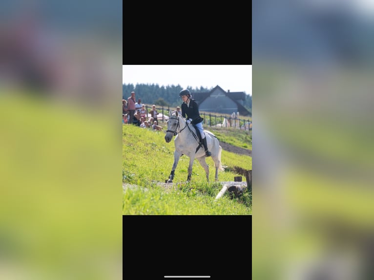 Other Warmbloods Mare 12 years 15,1 hh Gray in Bierbaum