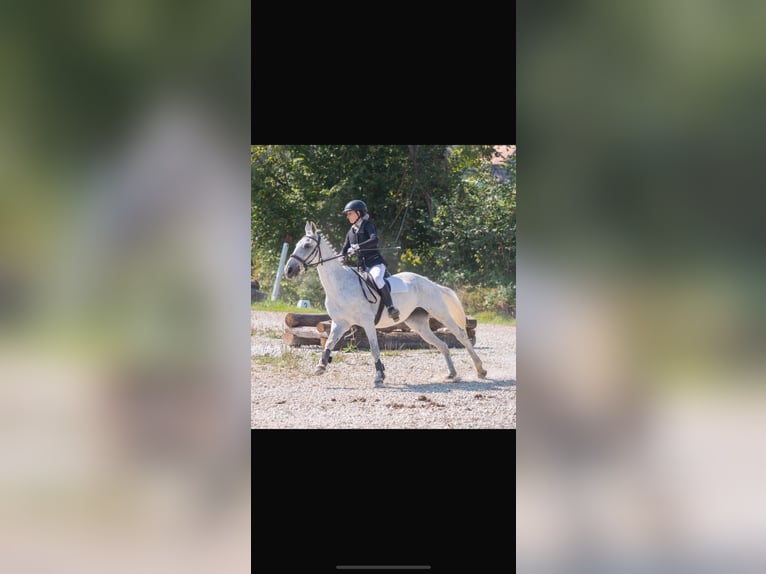 Other Warmbloods Mare 12 years 15,1 hh Gray in Bierbaum