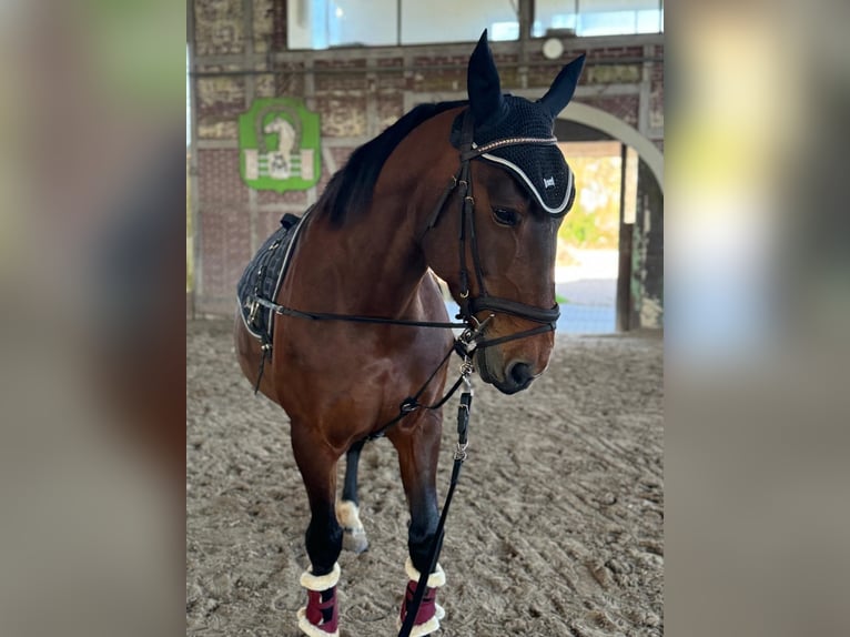 Other Warmbloods Mix Mare 12 years 15,1 hh Brown in Babenhausen