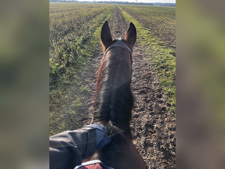 Other Warmbloods Mix Mare 12 years 15,1 hh Brown in Babenhausen
