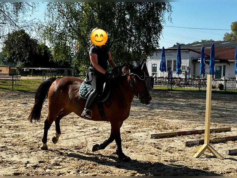 Other Warmbloods Mix Mare 12 years 15,1 hh Brown in Babenhausen