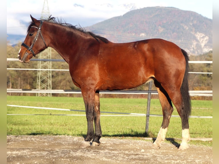 Other Warmbloods Mare 12 years 15,1 hh Brown in Kirchbichl