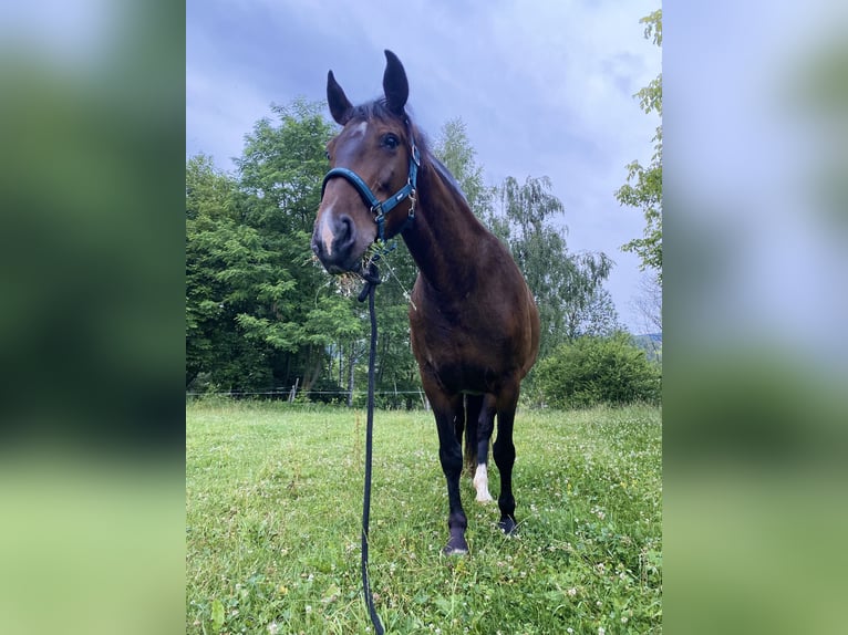 Other Warmbloods Mare 12 years 15,2 hh Bay-Dark in Płonna