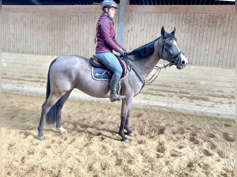 Other Warmbloods Mare 12 years 15,2 hh Black in Pelmberg