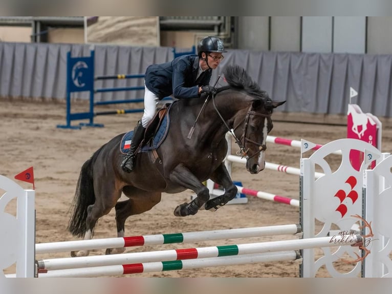 Other Warmbloods Mare 12 years 16 hh Smoky-Black in Sopot