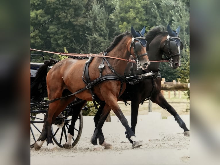 Other Warmbloods Mare 12 years 16,2 hh Brown in Hauset