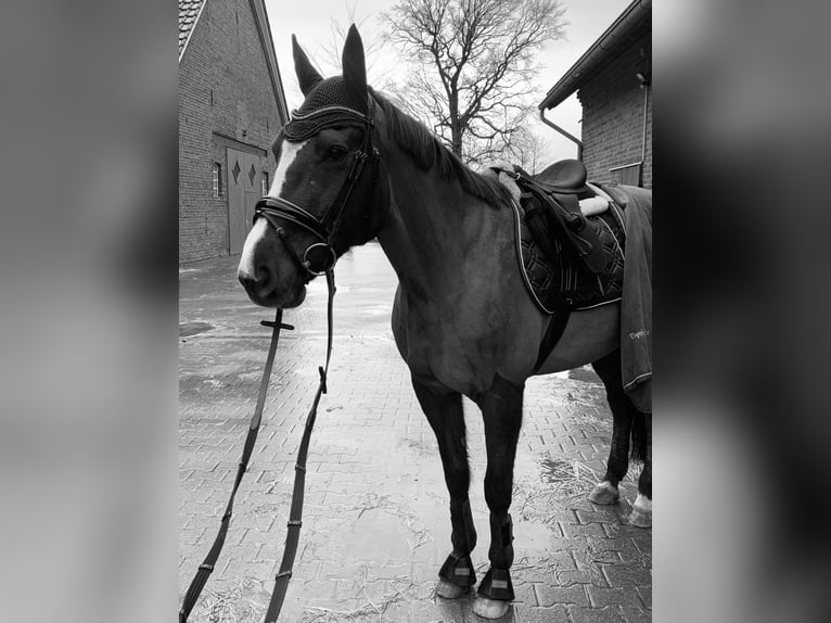 Other Warmbloods Mare 12 years 16,2 hh Chestnut-Red in Wesel