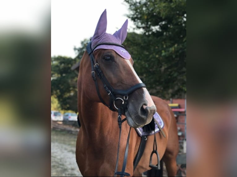 Other Warmbloods Mare 12 years 16,2 hh Chestnut-Red in Wesel
