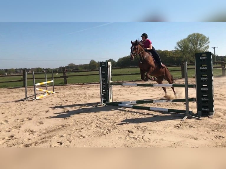 Other Warmbloods Mare 12 years 16,2 hh Chestnut-Red in Wesel
