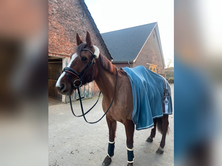 Other Warmbloods Mare 12 years 16,2 hh Chestnut-Red in Wesel