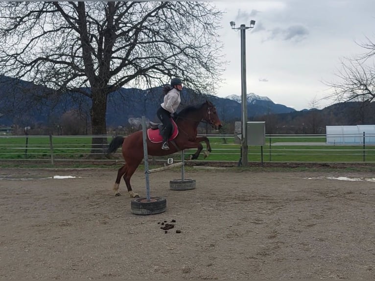 Other Warmbloods Mare 13 years 14,3 hh Brown in Kirchbichl