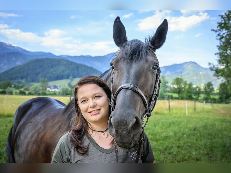 Other Warmbloods Mix Mare 13 years 15,2 hh Black in Roßleithen