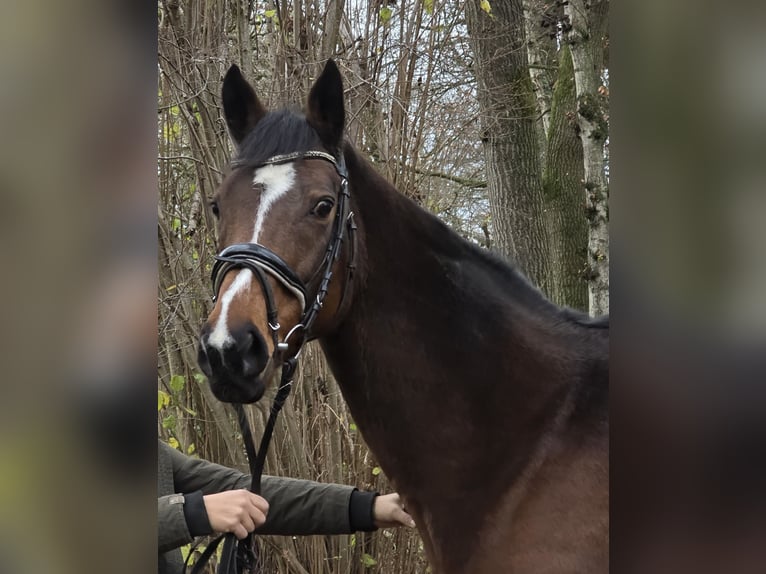 Other Warmbloods Mare 13 years 15,2 hh Brown in Wachtendonk