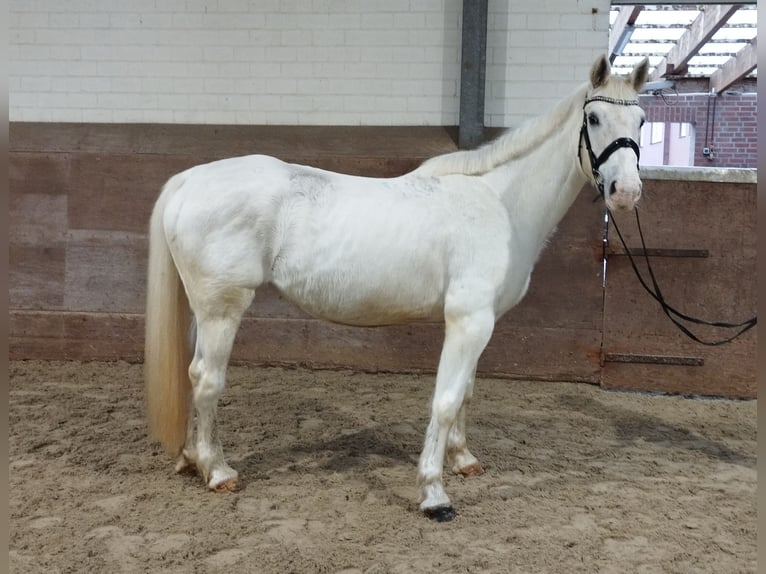 Other Warmbloods Mare 13 years 15,2 hh Gray in Bad Laer