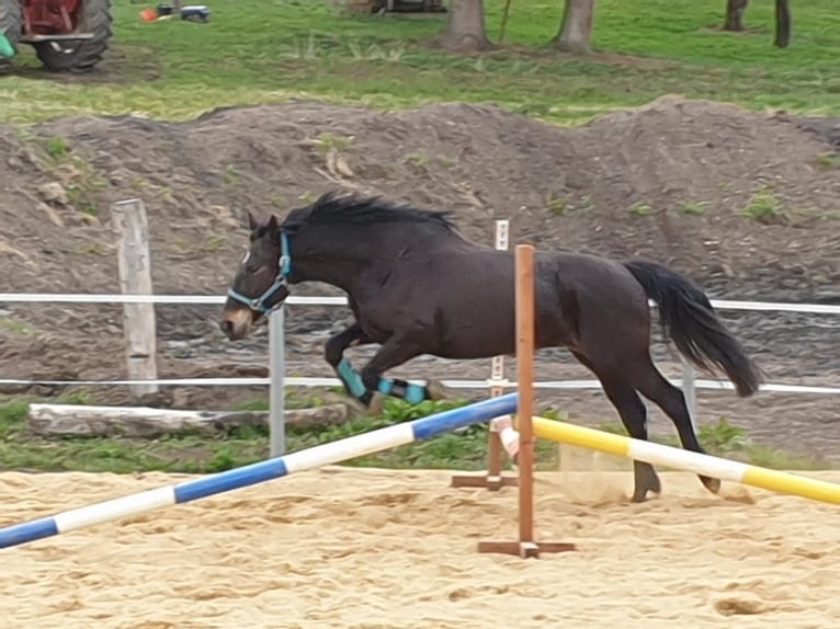 Other Warmbloods Mare 13 years 15,2 hh Smoky-Black in Egglham