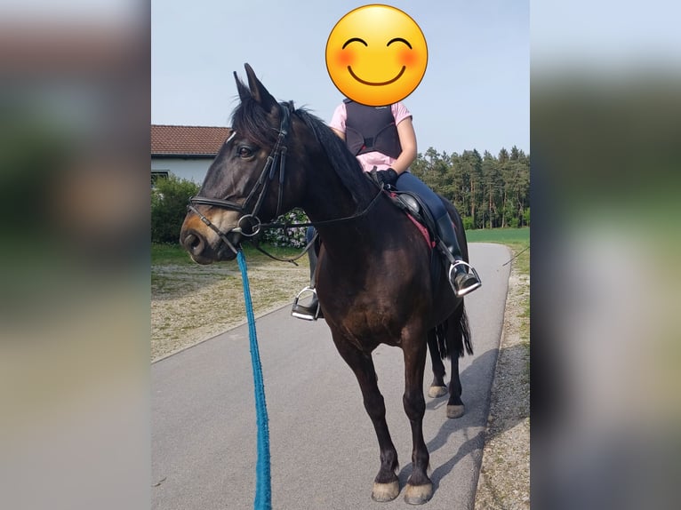 Other Warmbloods Mare 13 years 15,2 hh Smoky-Black in Egglham
