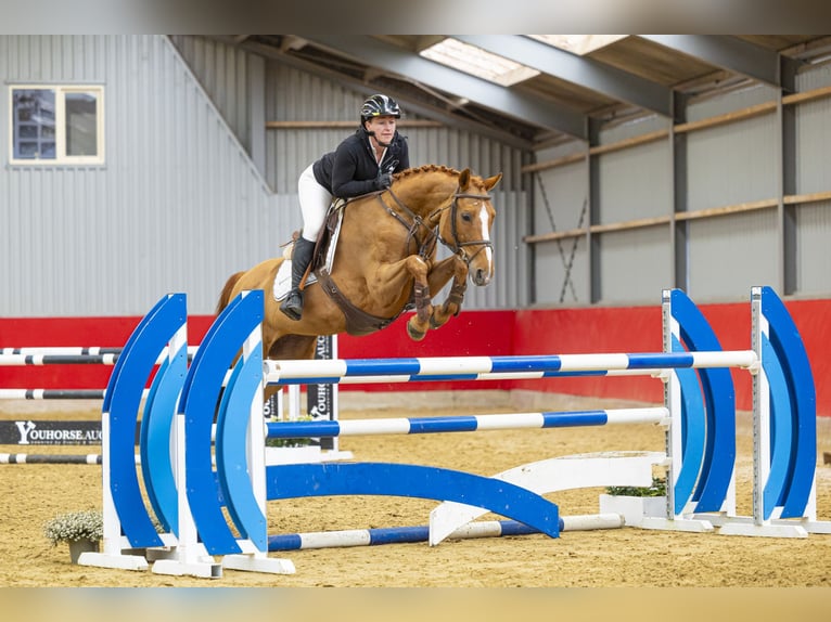 Other Warmbloods Mare 13 years 15,3 hh Chestnut-Red in Waddinxveen