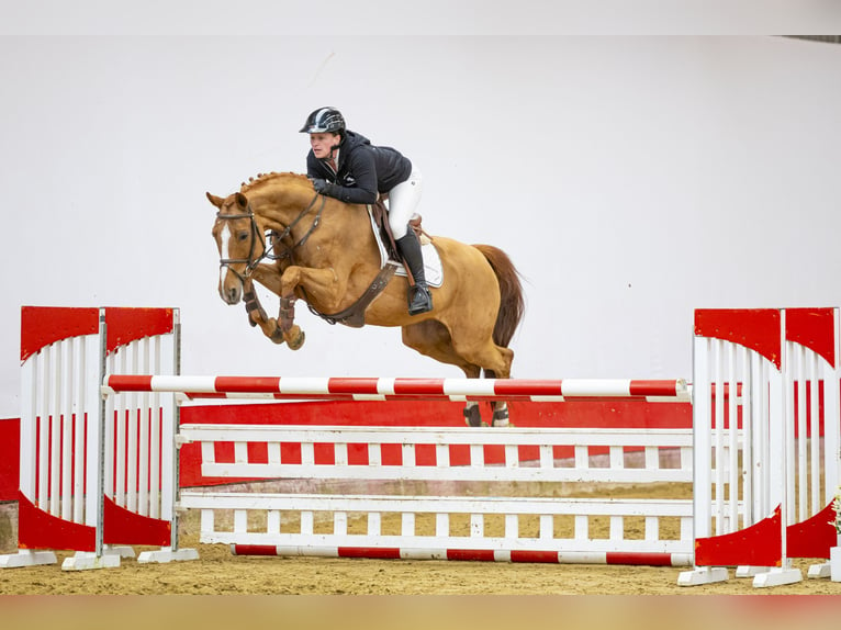 Other Warmbloods Mare 13 years 15,3 hh Chestnut-Red in Waddinxveen