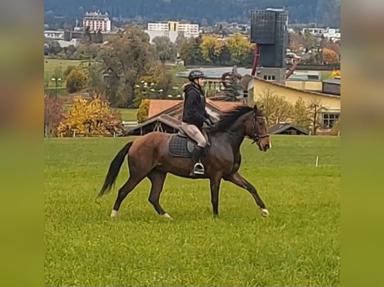 Other Warmbloods Mare 13 years 15,1 hh Brown in Kirchbichl