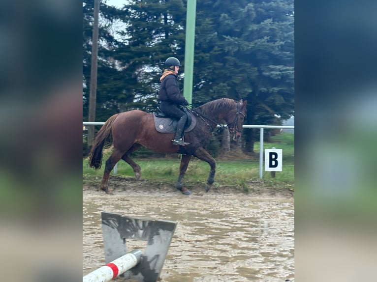 Other Warmbloods Mix Mare 13 years 15,1 hh Chestnut in DreschvitzDreschvitz Other Warmbloods Mix Mare 13 years 15,1 hh Chestnut in DreschvitzDreschvitz