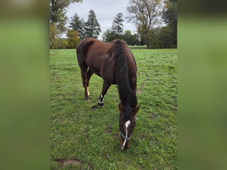 Other Warmbloods Mix Mare 13 years 15,1 hh Chestnut in Schmölln