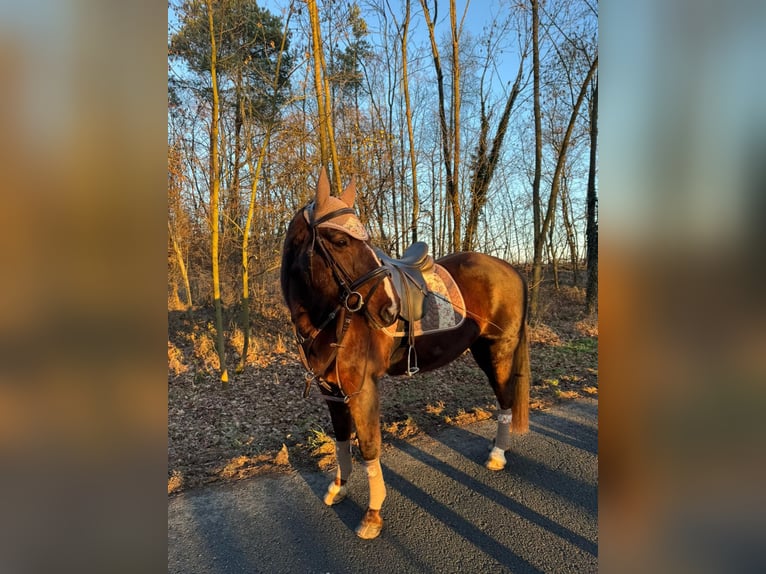 Other Warmbloods Mix Mare 13 years 15,1 hh Chestnut in Schmölln