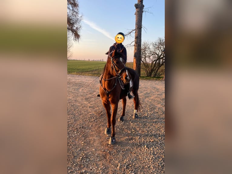 Other Warmbloods Mix Mare 13 years 15,1 hh Chestnut in Schmölln