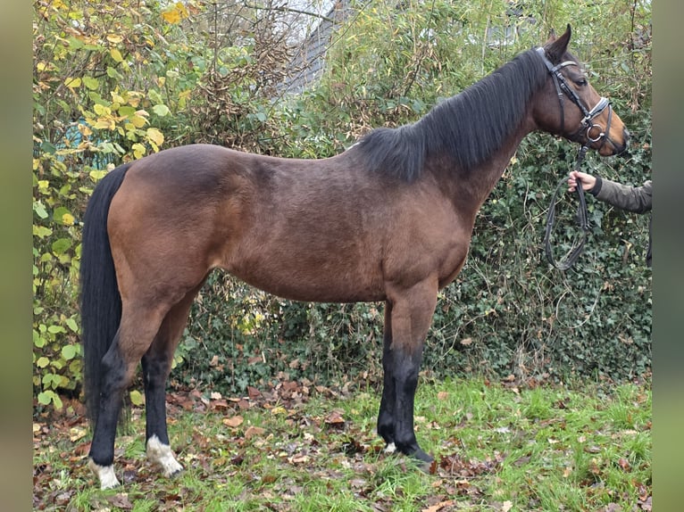 Other Warmbloods Mare 13 years 15,2 hh Brown in Wachtendonk