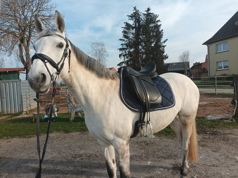 Other Warmbloods Mix Mare 13 years 15,3 hh Gray in Obernfeld