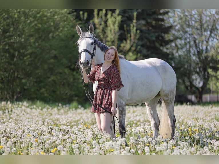Other Warmbloods Mix Mare 13 years 15,3 hh Gray in Obernfeld