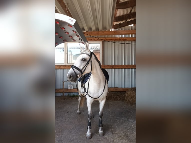 Other Warmbloods Mix Mare 13 years 15,3 hh Gray in Obernfeld