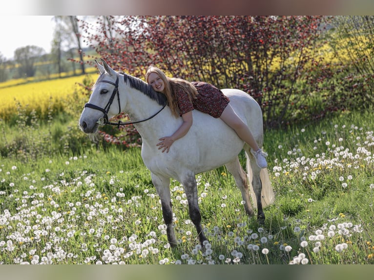 Other Warmbloods Mix Mare 13 years 15,3 hh Gray in Obernfeld