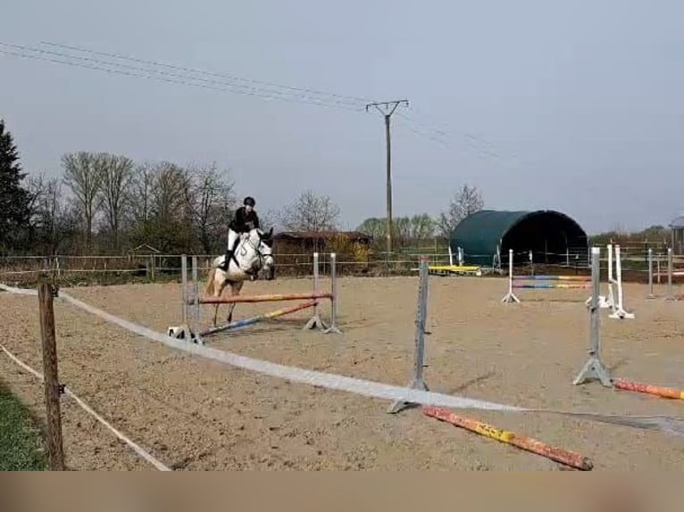 Other Warmbloods Mix Mare 13 years 15,3 hh Gray in Obernfeld