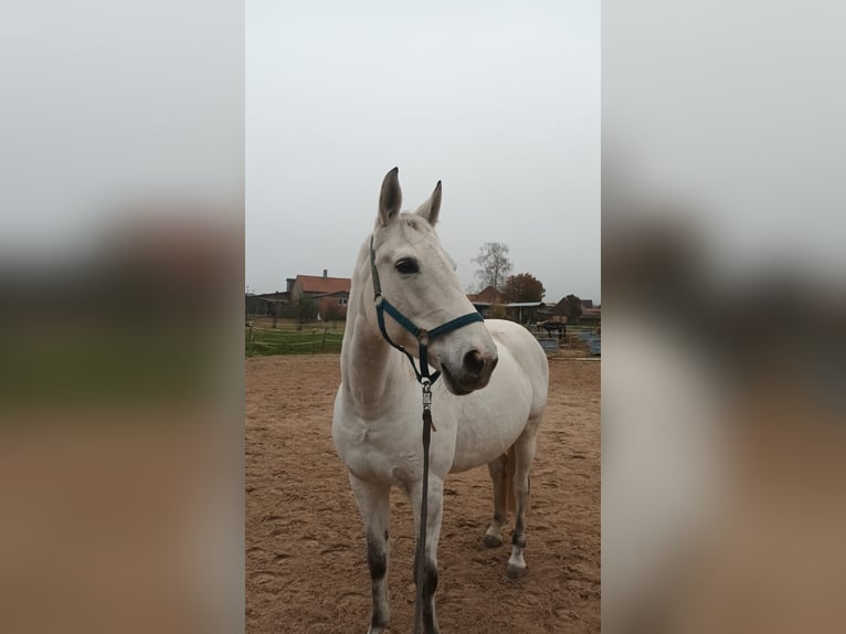 Other Warmbloods Mix Mare 13 years 15,3 hh Gray in Obernfeld