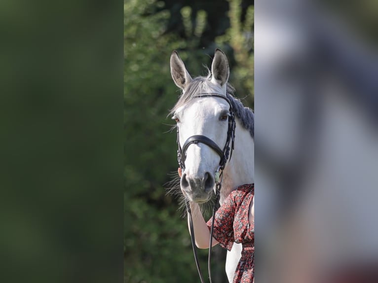 Other Warmbloods Mix Mare 13 years 15,3 hh Gray in Obernfeld