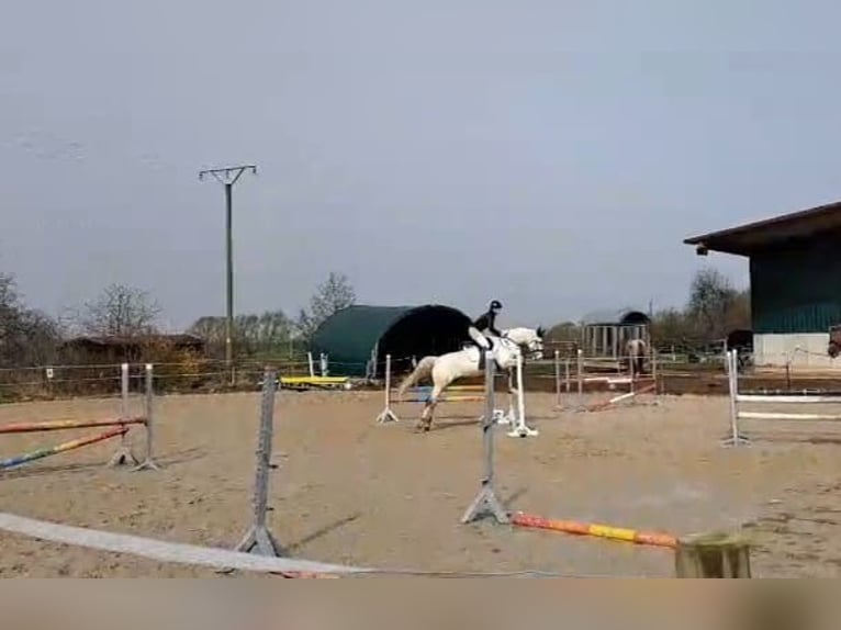 Other Warmbloods Mix Mare 13 years 15,3 hh Gray in Obernfeld