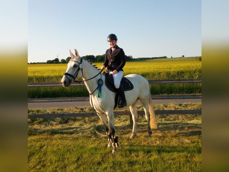 Other Warmbloods Mix Mare 13 years 15,3 hh Gray in Obernfeld