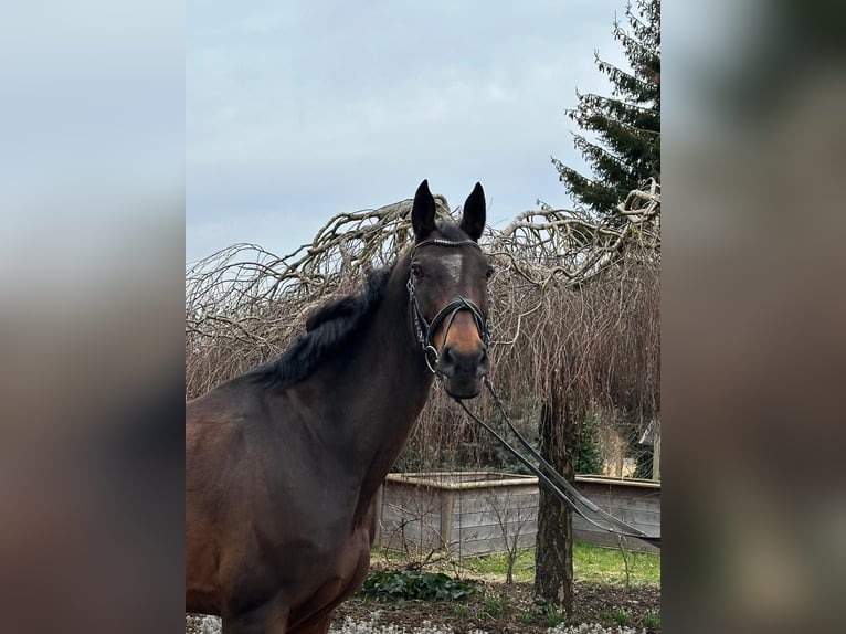 Other Warmbloods Mare 13 years 16,2 hh Bay-Dark in Iggingen