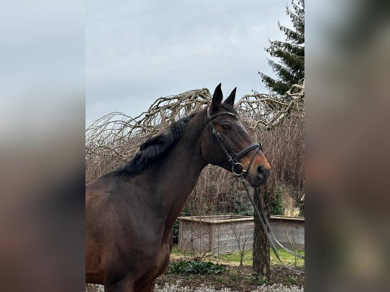 Other Warmbloods Mare 13 years 16,2 hh Bay-Dark in Iggingen