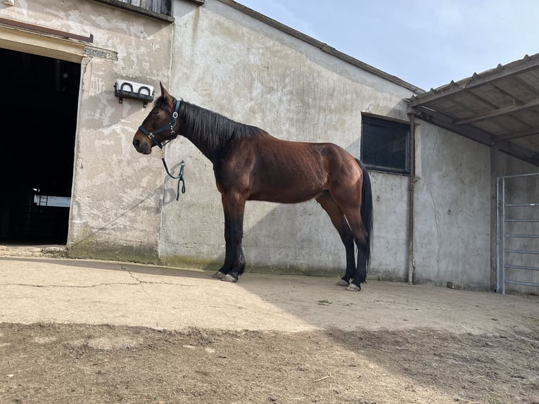 Other Warmbloods Mare 13 years 16 hh Brown in Perl